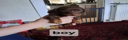 Dachshund dogs for sale: Dacshund  - Advert 10