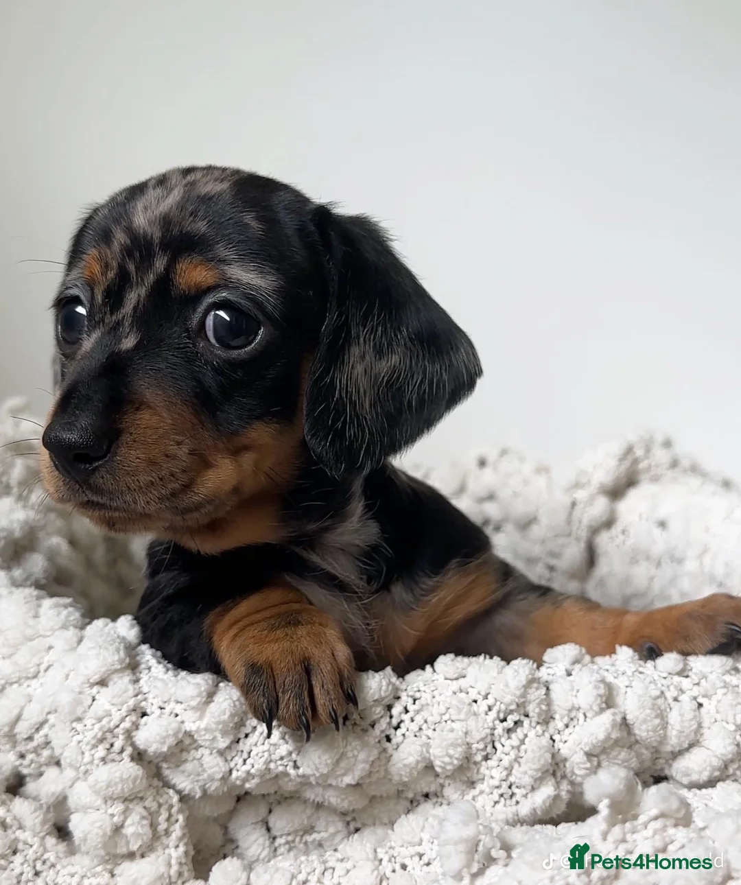 Miniature Dachshund dogs for sale: gorgeous dachshund puppy(1girl left)🐶🐾  - Advert 19