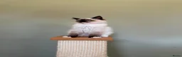 Ragdoll cats for sale: Beautiful Ragdoll Kittens - Advert 11
