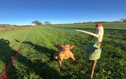 Labrador Retriever dogs for stud: Working KC reg Fox Red Labrador Retriever For Stud in Chelmsford - Image 10