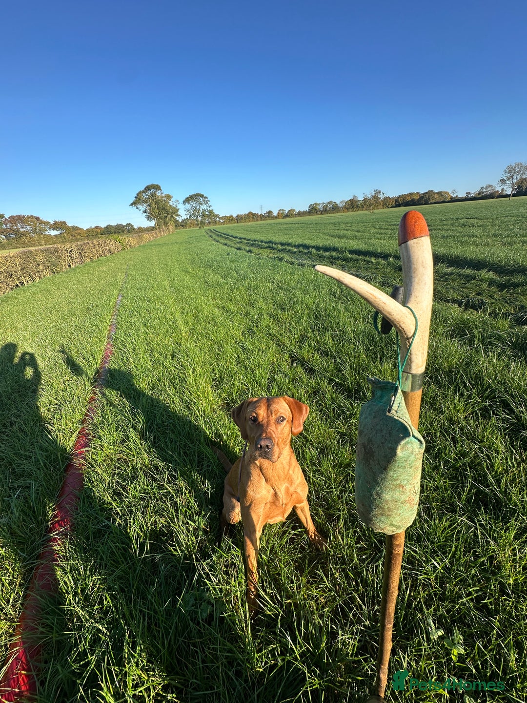 Labrador Retriever dogs for stud: Working KC reg Fox Red Labrador Retriever For Stud in Chelmsford - Image 10