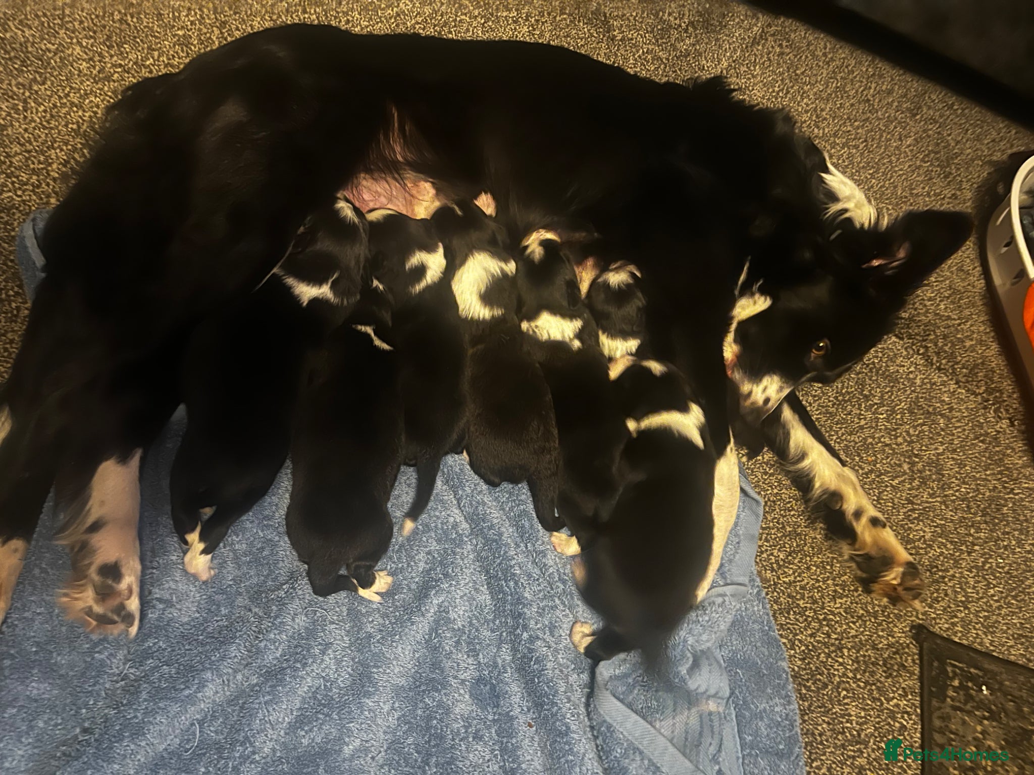 Border Collie dogs Pedigree Border collie pups - Advert 1