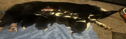 Border Collie dogs for sale: Pedigree Border collie pups - Advert 1