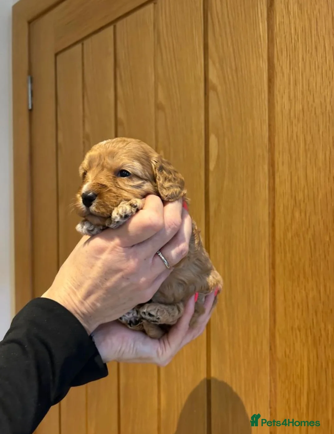 Cavapoo dogs for sale: Beautiful Cavapoo Puppies – Ready for Loving Homes in Manchester - Advert 2