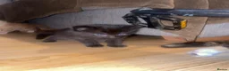 Mixed Breed cats for sale: Little kittens  in Basildon - Advert 15