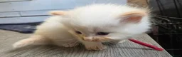 Ragdoll cats for sale: 2 Beautiful Ragdoll Kittens - Advert 7