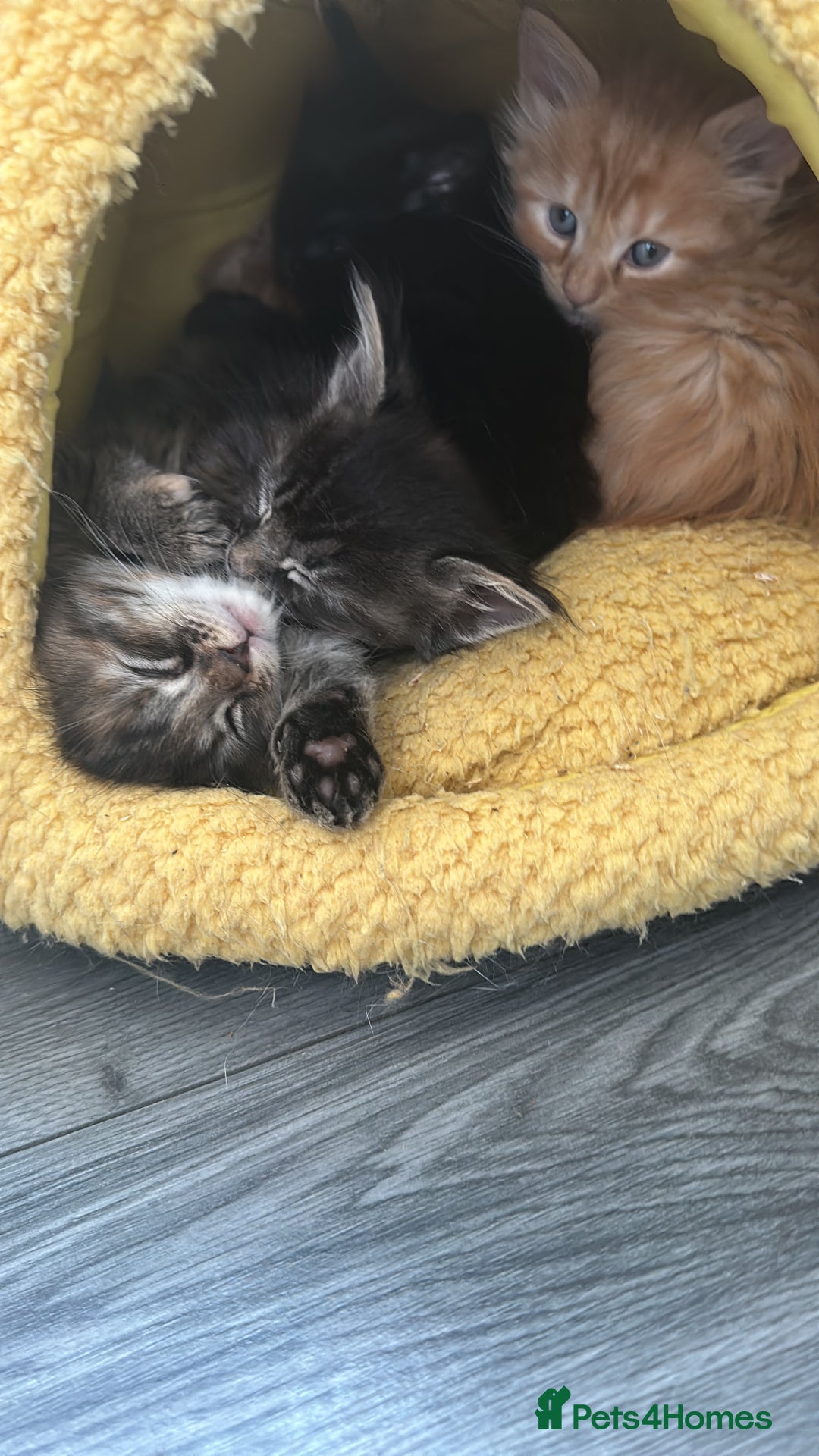 Maine Coon cats for sale: Maincoone kittens - Advert 2