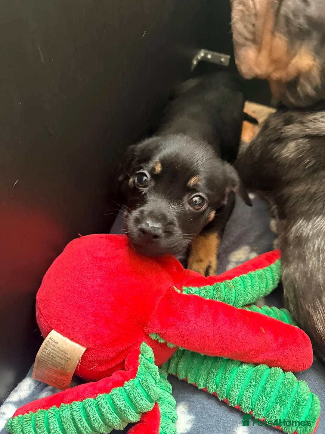 Mixed Breed dogs for sale: Staffy x Frenchie pup  - Advert 1