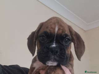 Boxer dogs Ready Now Outstanding KC Boxer puppies - Advert 13