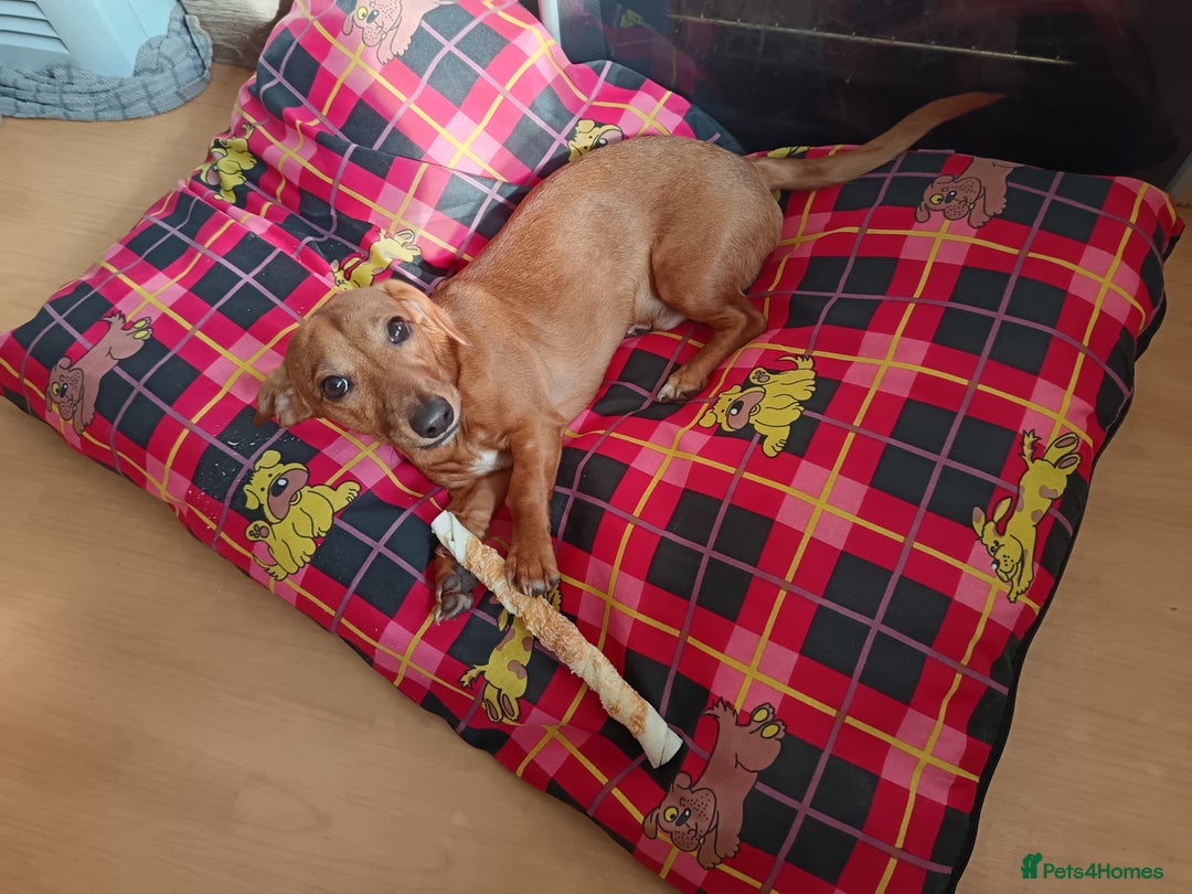 Chiweenie dogs for sale: Unfortunate rehome circumstances  - Image 4
