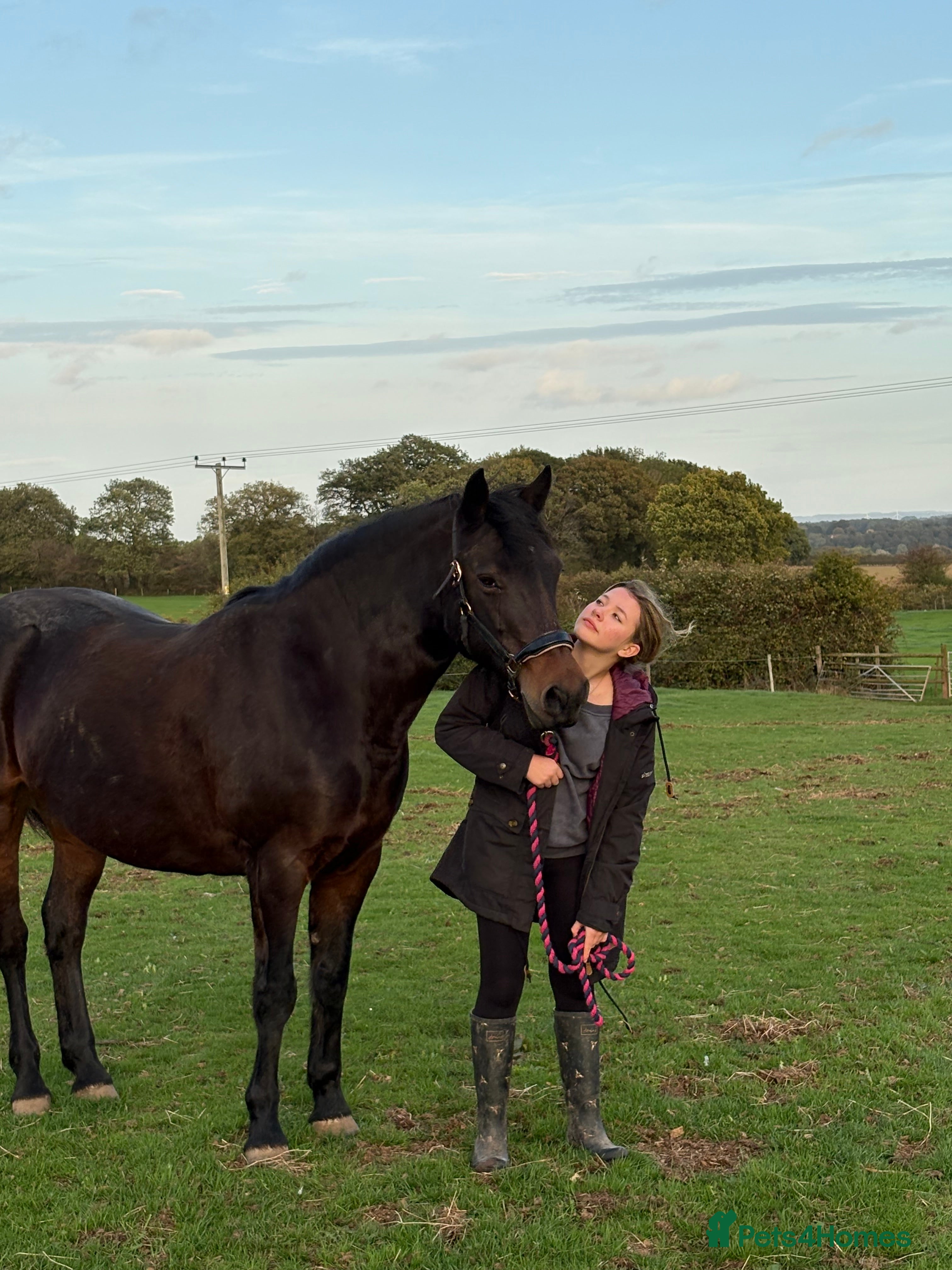 Connemara horses Confidence giver - Advert 1