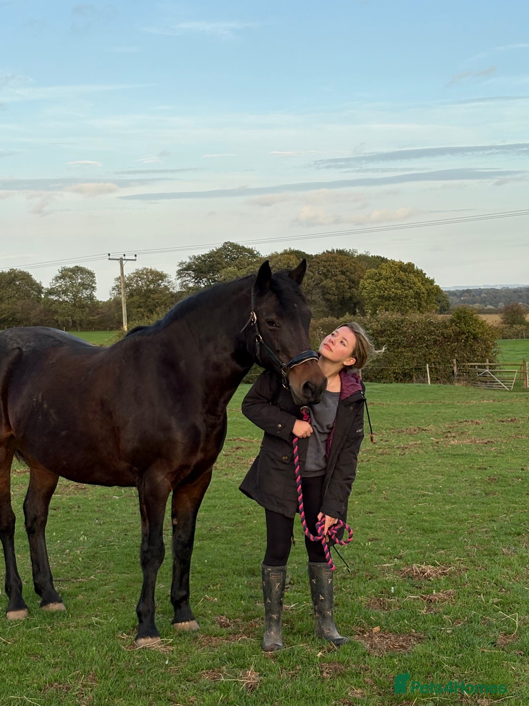 Connemara horses for sale: Confidence giver - Advert 1