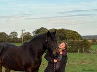 Connemara horses Confidence giver - Advert 1