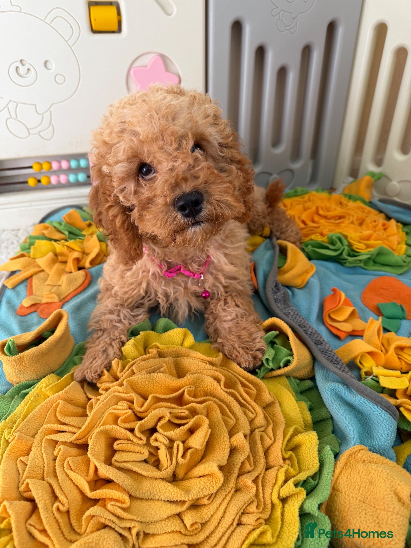 Cavapoo dogs Top quality, health tested F1b Cavapoo babies - Advert 12