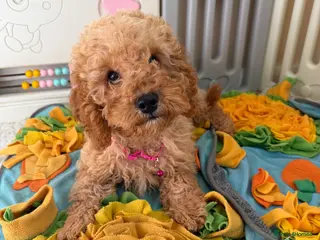 Cavapoo dogs Top quality, health tested F1b Cavapoo babies - Advert 12