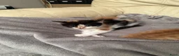 Mixed Breed cats for sale: 3 female kittens 10 weeks old - Advert 4
