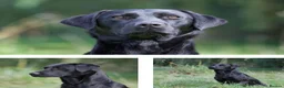 Labrador Retriever dogs for sale: KC Registered, Fully Health Tested  - Advert 10