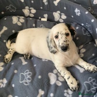 Dachshund dogs - Advert 5