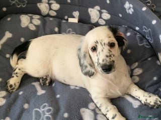 Dachshund dogs - Advert 2