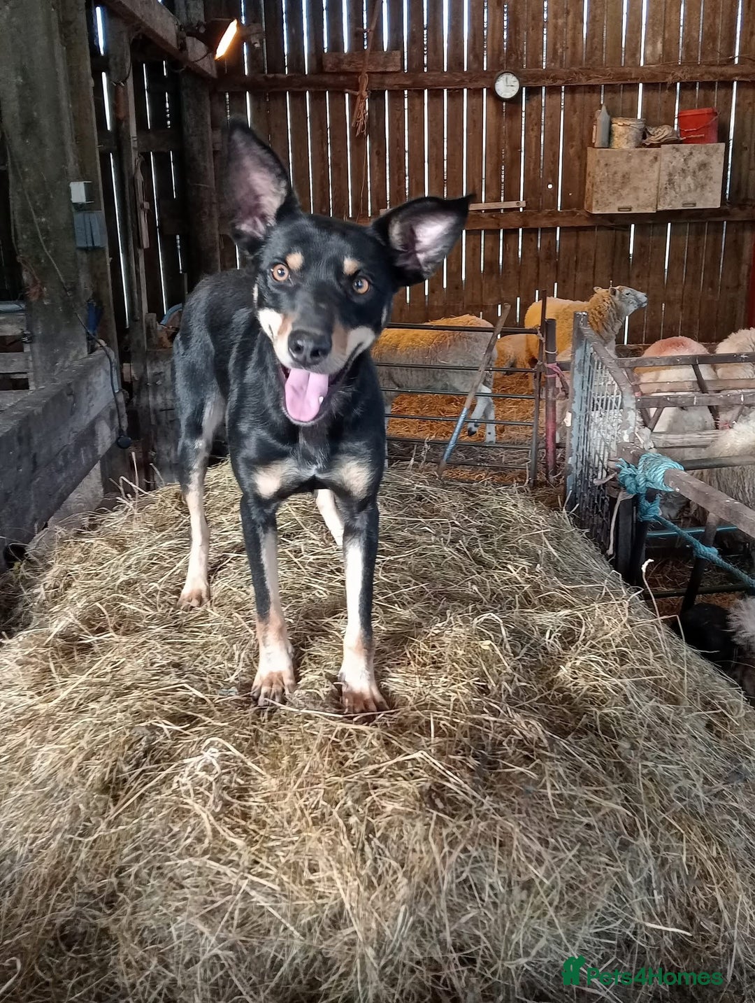 Australian Kelpie dogs for sale: Kelpie pups - Image 3