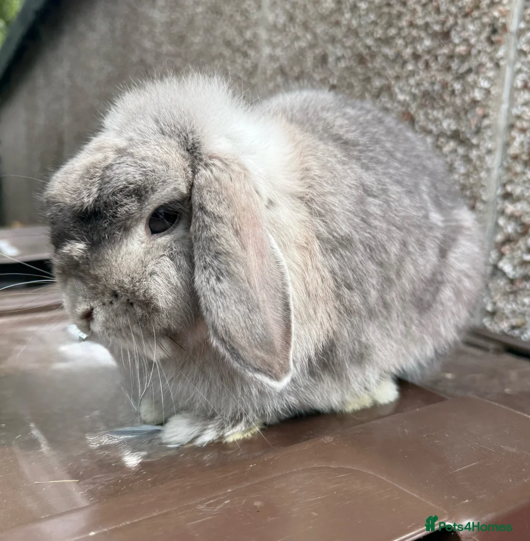 Mini Lop rabbits for sale: Nice Type Brood Doe - Advert 3