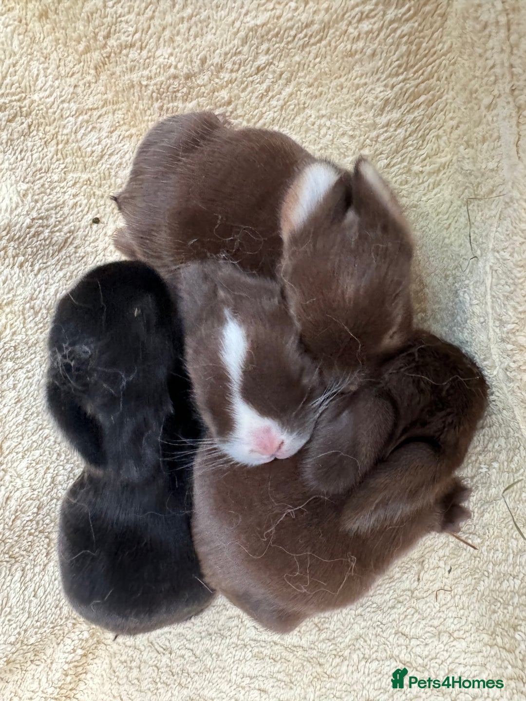 Mini Lop rabbits for sale: MINI LOP BUNNIES / PEDIGREE  - Image 20