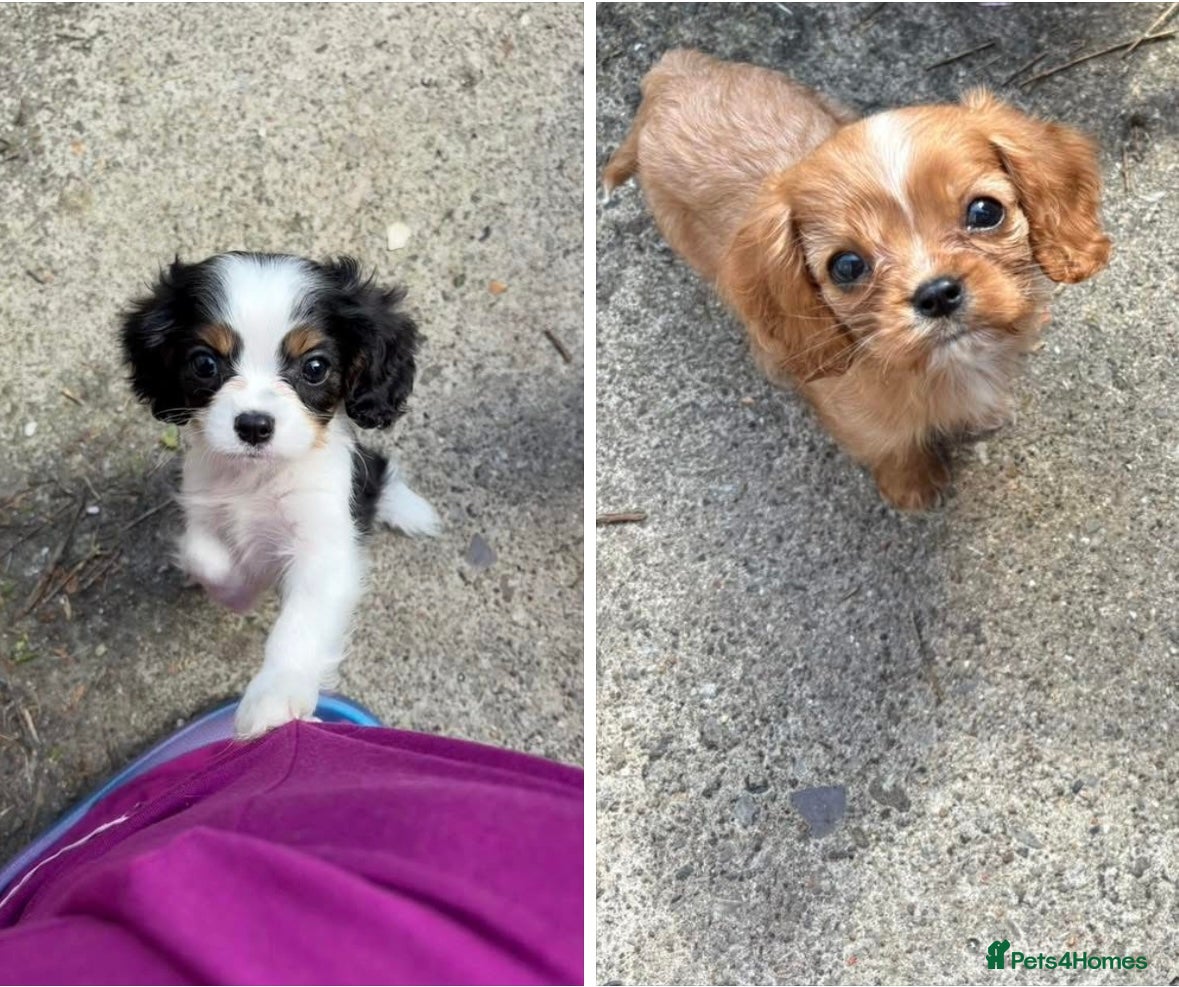 Cavalier King Charles Spaniel dogs 2 male cavalier puppies  - Advert 3