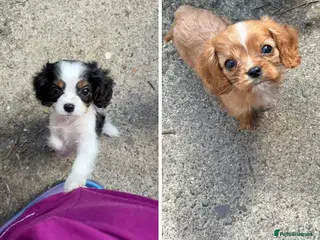 Cavalier King Charles Spaniel dogs 2 male cavalier puppies - Advert 3