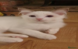 Ragdoll cats for sale:  GCCF KITTENS CHOC & LILAC MITTED AND BI-COLOUR in Darwen - Image 2