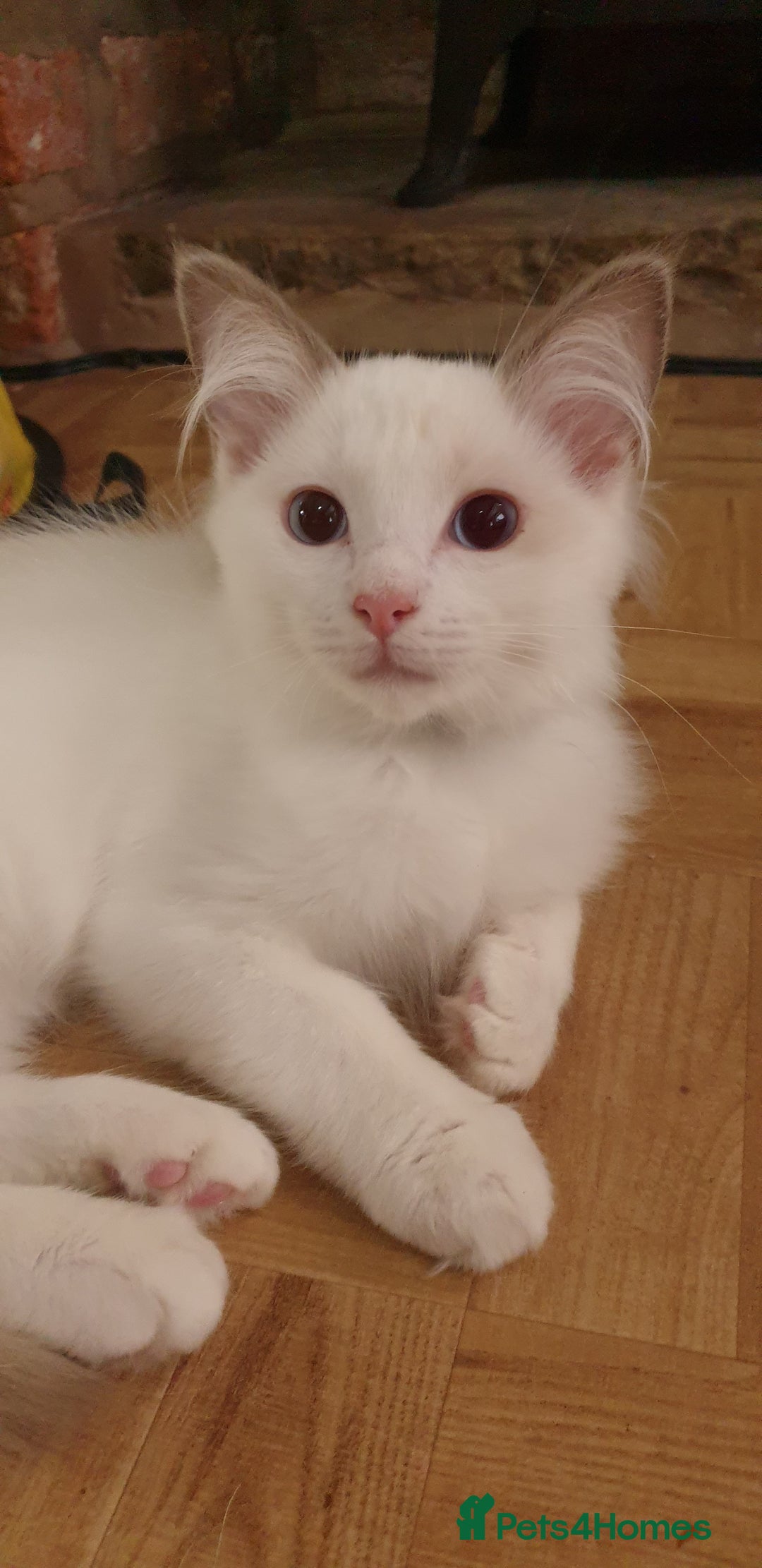 Ragdoll cats for sale:  GCCF KITTENS CHOC & LILAC MITTED AND BI-COLOUR in Darwen - Image 2