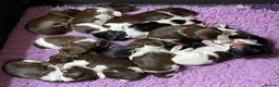 English Springer Spaniel dogs for stud: Heavily marked B&W FULLY HEALTH TESTED ESS in Leyburn - Advert 8