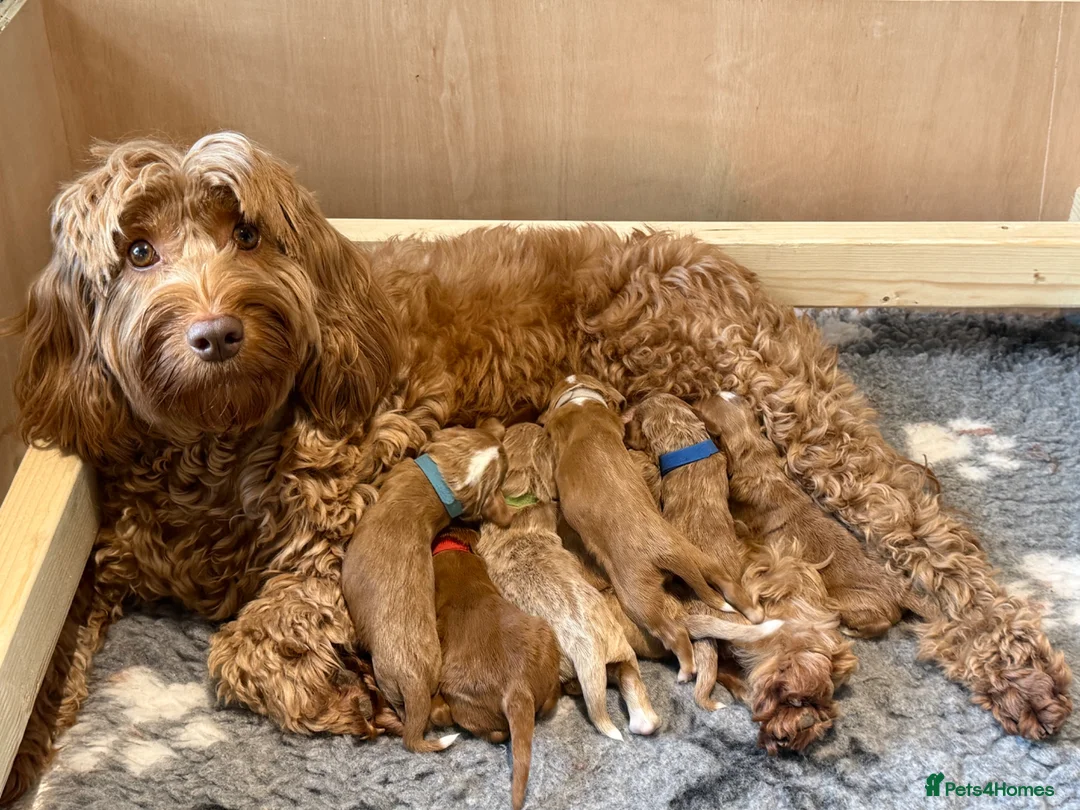 Mixed Breed dogs for sale: Stunning Australian Labradoodle Puppies  - Advert 40