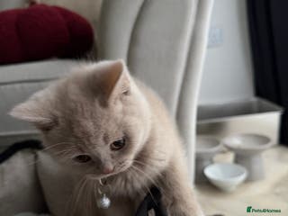 British Shorthair cats Lilac British Shorthair - Advert 9