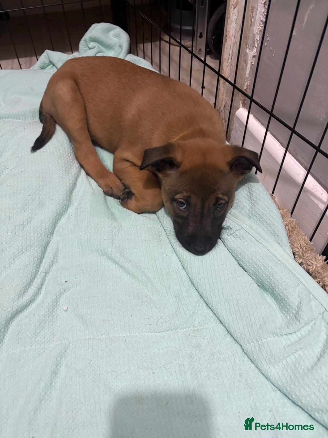 Mixed Breed dogs for sale: Belgian mali cross bullgreyhound PUPPIES  - Advert 20