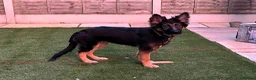 German Shepherd dogs for sale: Beautiful Smart German Shepherd Puppy - Advert 6