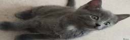 Mixed Breed cats for sale: 3 beautiful kittens looking for a forever home - Advert 10