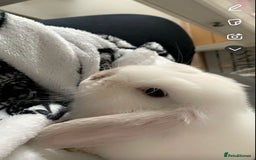 Mini Lop rabbits for sale: Male mini lop  - Image 2