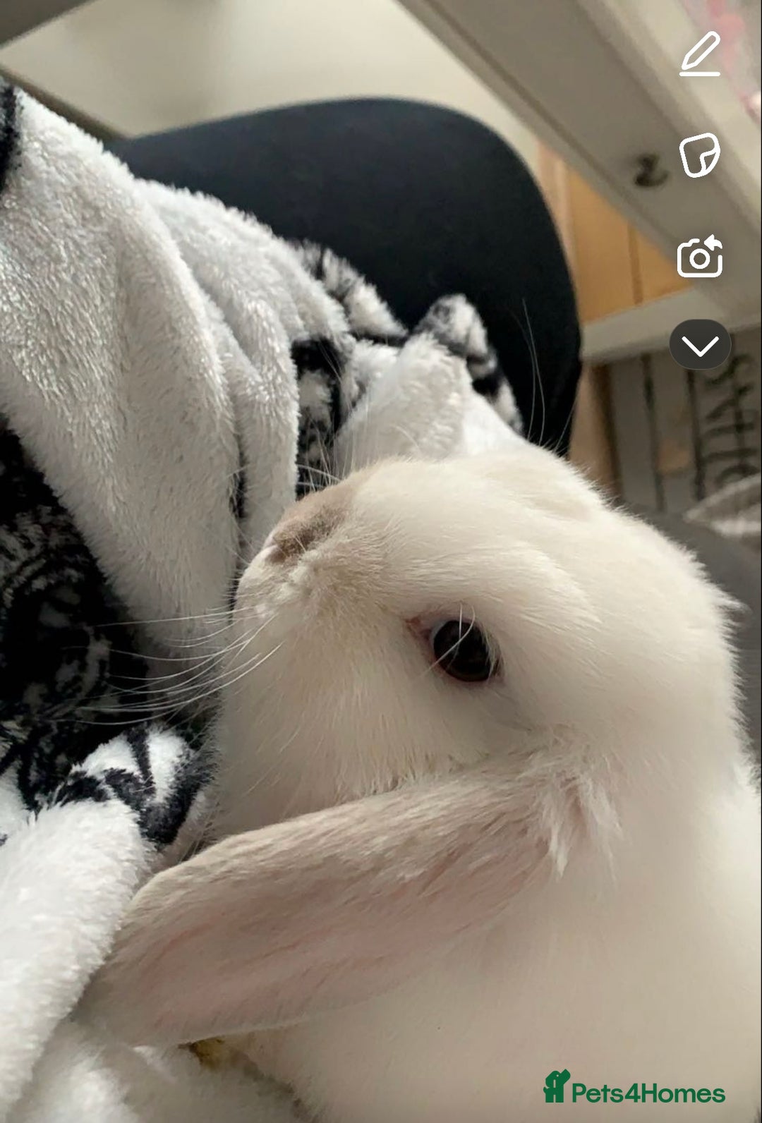 Mini Lop rabbits for sale: Male mini lop  - Image 2