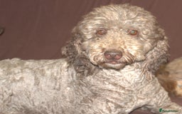 Labradoodle dogs for sale: ✔️The work has been done choose your breeder right - Image 11