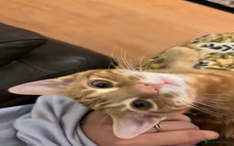 Mixed Breed cats for sale: Mixed breed ginger cat - Image 5