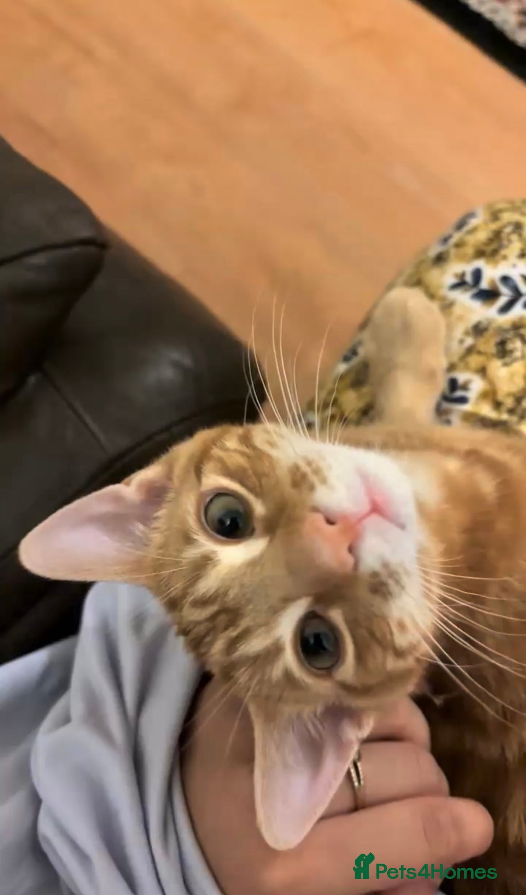 Mixed Breed cats for sale: Mixed breed ginger cat - Image 5