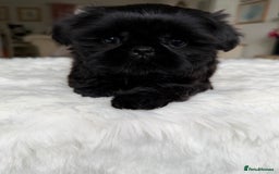 Shih Tzu dogs for sale: AMERICAN IMPERIAL SHIH TZU PUPPIES - Image 15