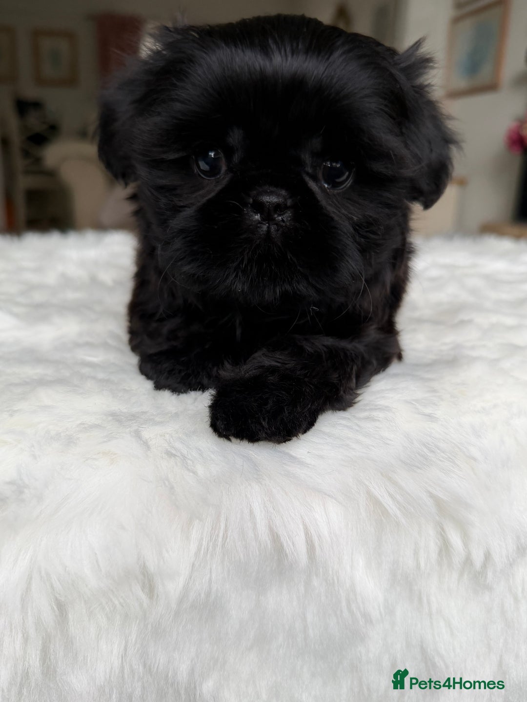 Shih Tzu dogs for sale: AMERICAN IMPERIAL SHIH TZU PUPPIES - Image 15