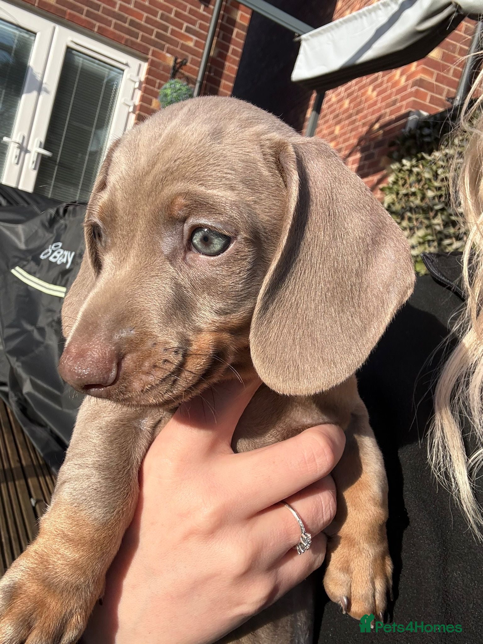 Miniature Dachshund dogs KC Isabella & Tan - 11 weeks for rehoming - Advert 12