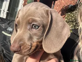 Miniature Dachshund dogs KC Isabella & Tan - 11 weeks for rehoming - Advert 12