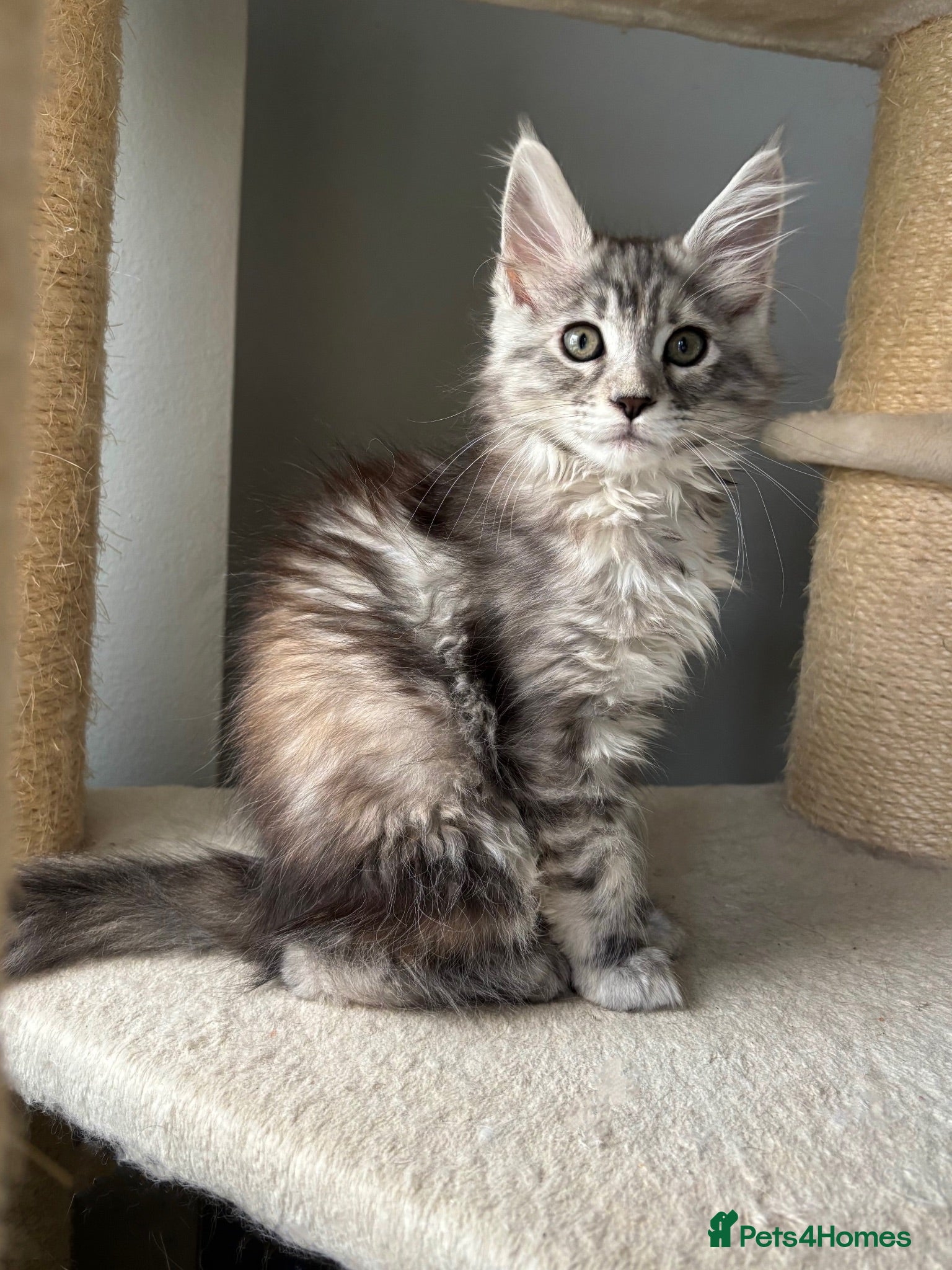 Maine Coon cats 🩷Beautiful Pedigree TICA Registered Maine Coons🩷 - Advert 7