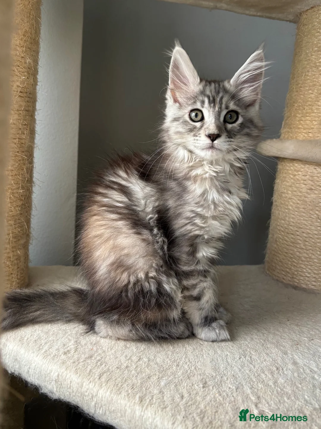 Maine Coon cats for sale: LAST GIRL AVAILABLE TICA Registered Maine Coons🩷 - Advert 1