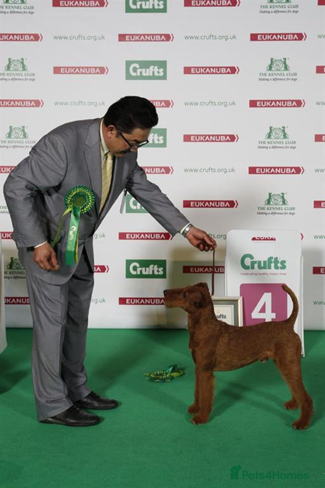 Irish Terrier dogs for sale: Beautiful Champion Lines KC Irish Terrier Puppies - Image 7