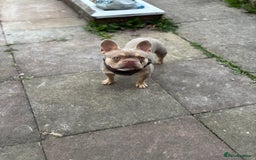 French Bulldog dogs for sale: Isabella Breed - Image 1