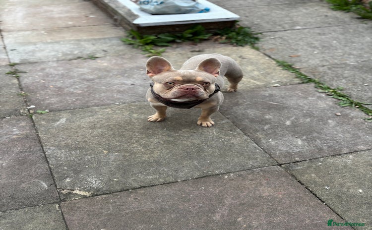 French Bulldog dogs - Advert 2